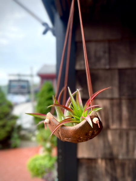 plant hanger with base Square Air Plant Hanger