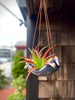 Square Air Plant Hanger - Small