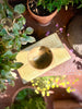 Square Ikebana Box