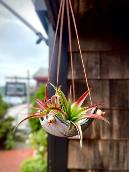 plant hanger wire Square Air Plant Hanger