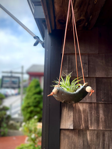 air plant wooden holder Square Air Plant Hanger