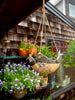 Seaside Hanging Planter