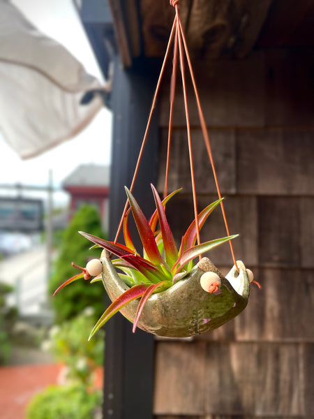 Square Air Plant Hanger