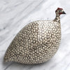 SAS Guinea Fowl (Colors Vary), hen, pullet