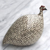 SAS Guinea Fowl, hen, pullet - colors and selection varies - reach out for the lasted availability.