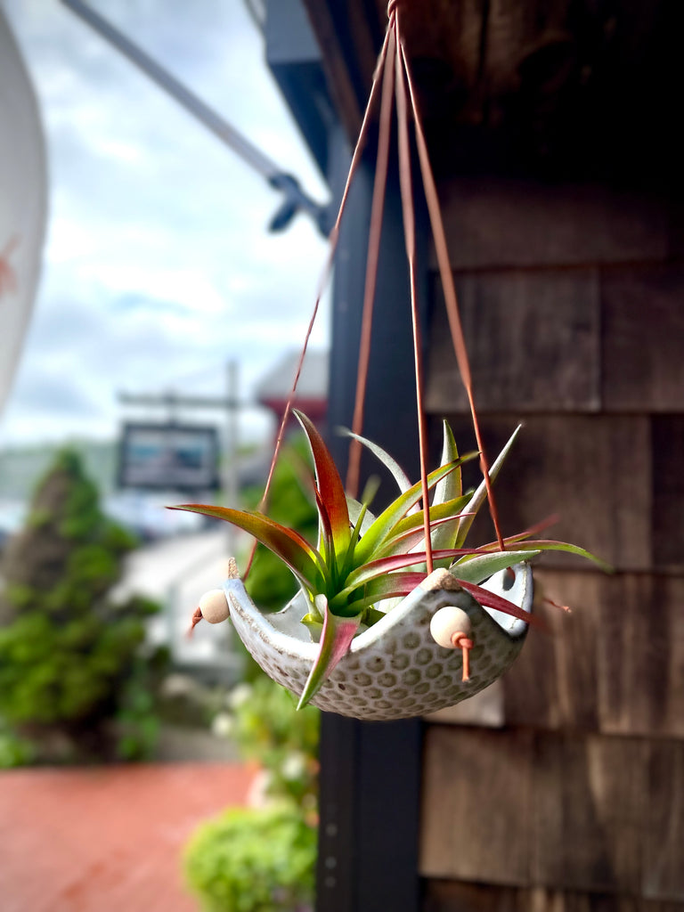 Square Air Plant Hanger - Small