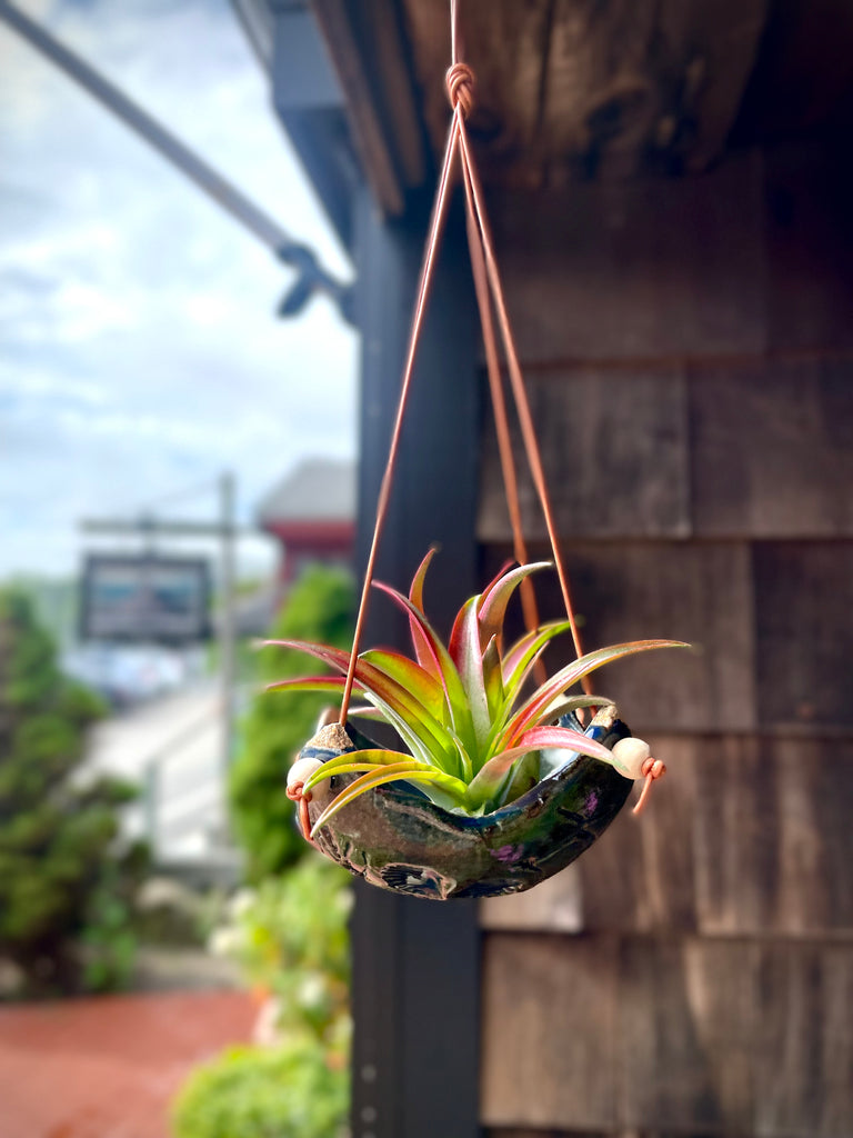 air plant pot holder Square Air Plant Hanger