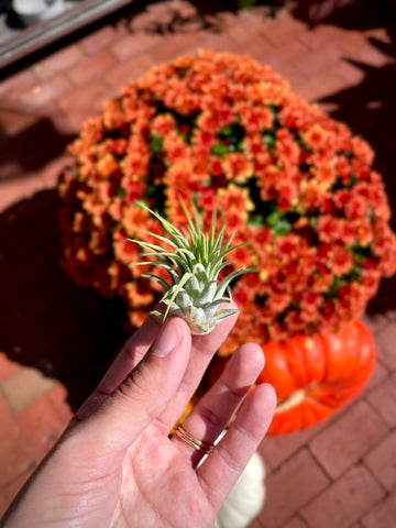 Air Plant