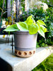 Imprinted Seaside Planter