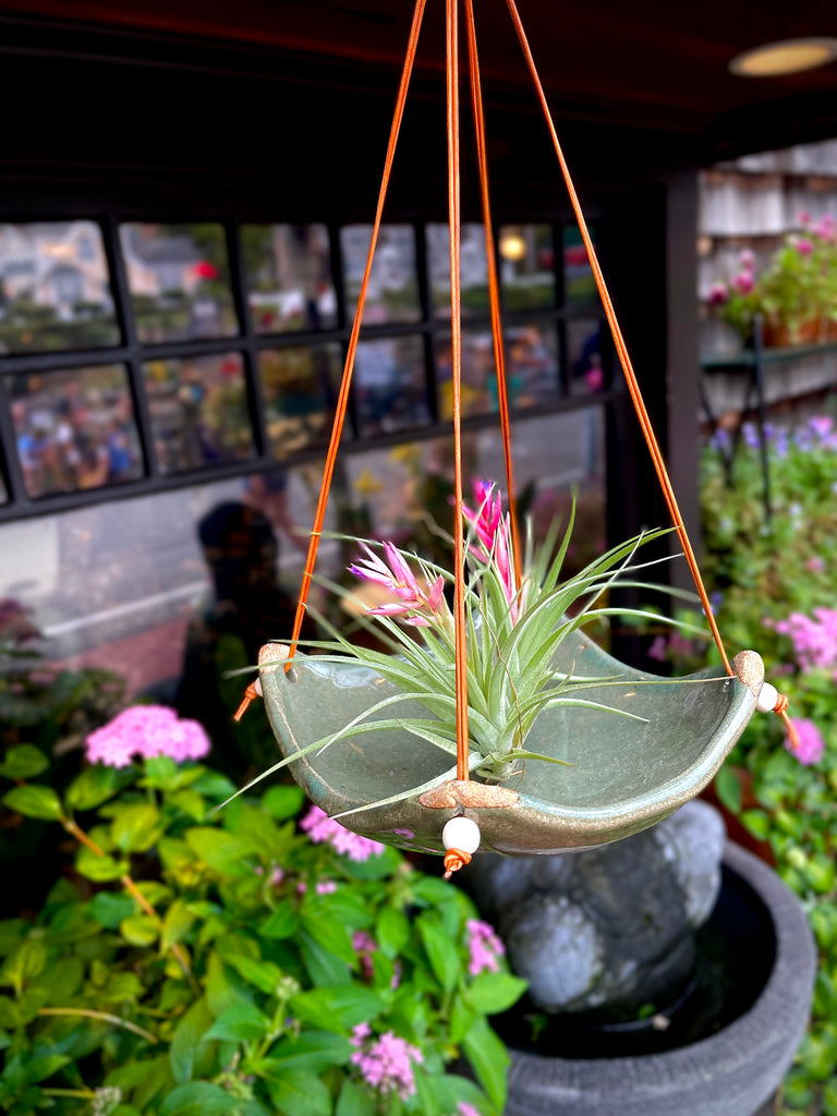 air plant paradise Square Air Plant Hanger