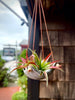 Square Air Plant Hanger - Small