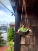 Square Air Plant Hanger - Mini