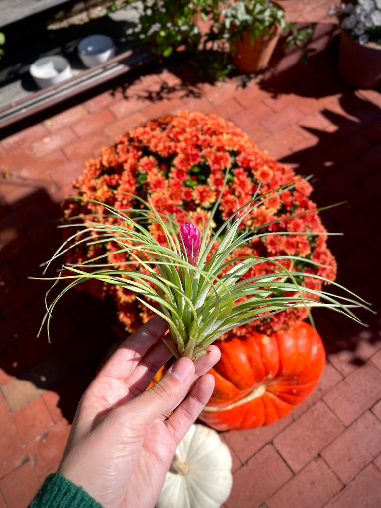 pumpkin air plant Air Plant – Perkins Cove Pottery Shop