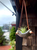 Square Air Plant Hanger - Mini