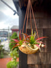 Square Air Plant Hanger - Small