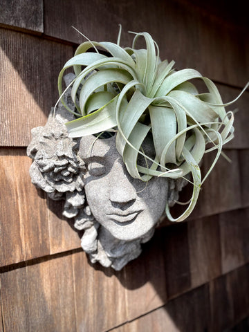 Aged Gaia Wall Planter