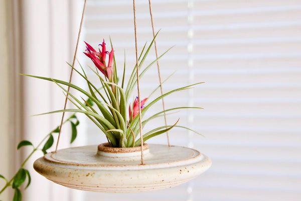davis air plants Air Plant – Perkins Cove Pottery Shop