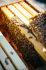Raw Maine Wildflower Honey 10 oz