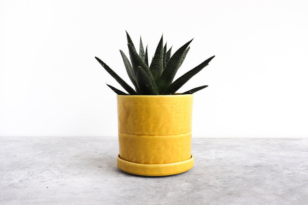 ochre plant pot Round Planter w/ Plate Pinched (Five Colors) – Perkins Cove Pottery Shop